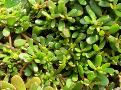 20140820Portulaca_oleracea5