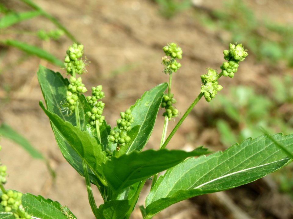 20140820Mercurialis_annua2