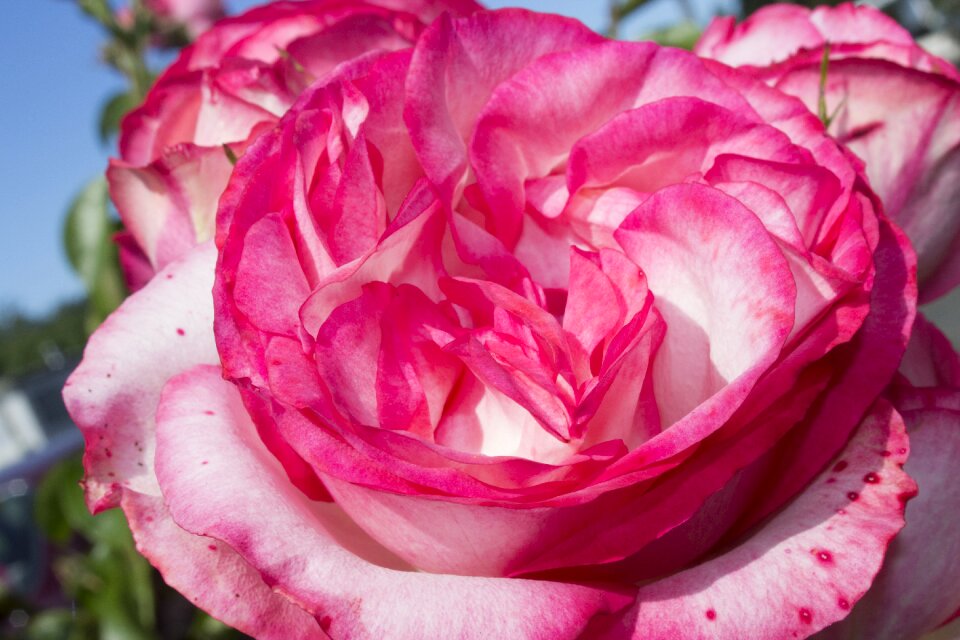 Flower nature petal