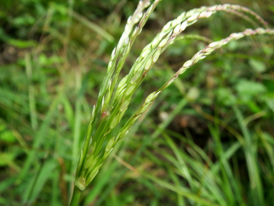 20140820Digitaria_sanguinalis1