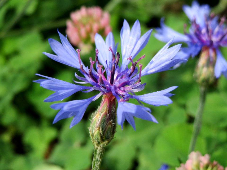 20140728Centaurea_cyanus2