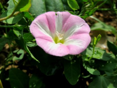 20140802Convolvulus_arvensis2
