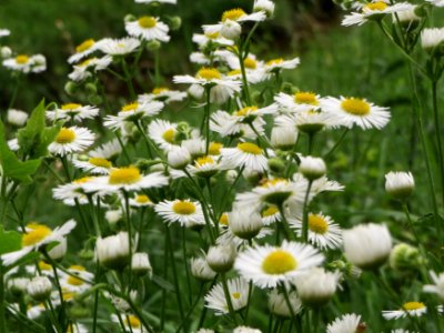 20140726Erigeron_annuus