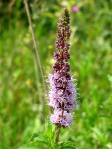 20140727Mentha_spicata2