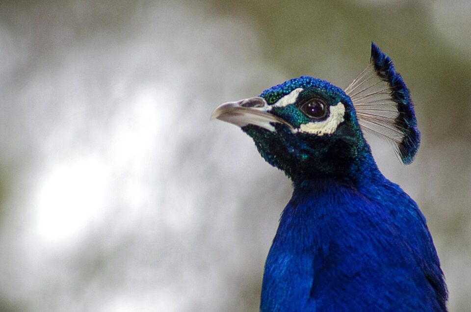 Blue beautiful fauna