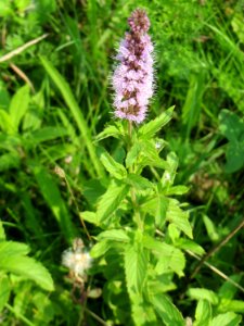 20140727Mentha_spicata6