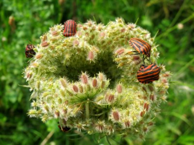 20140727Daucus_carota