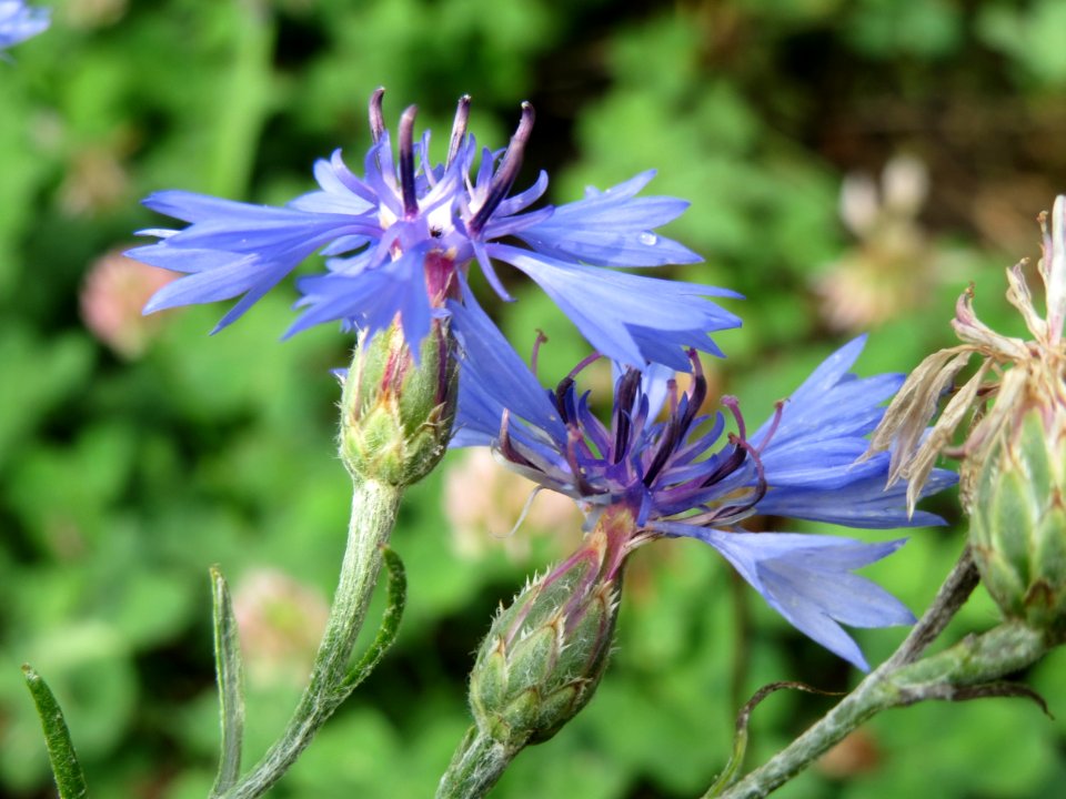 20140728Centaurea_cyanus1