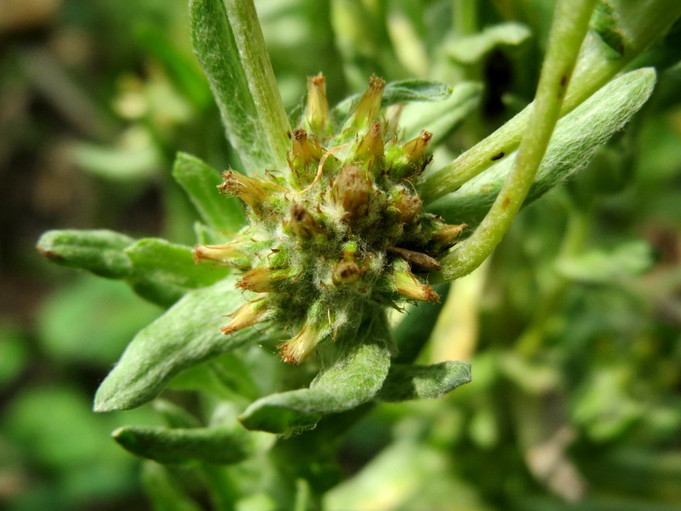 20140728Filago_lutescens3