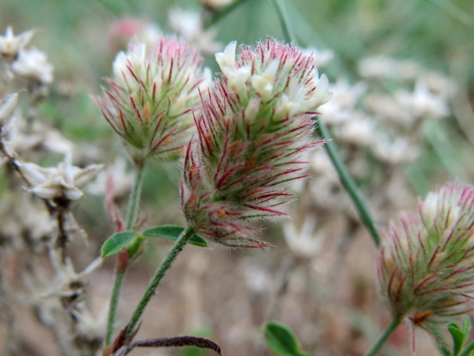 20140728Trifolium_arvense1