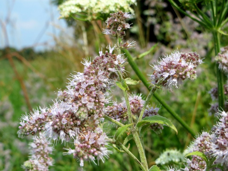20140727Mentha_suaveolens1