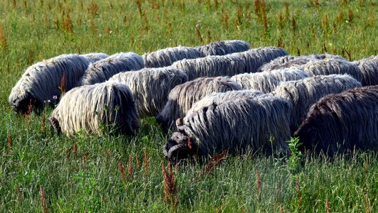 Meadow pasture animals
