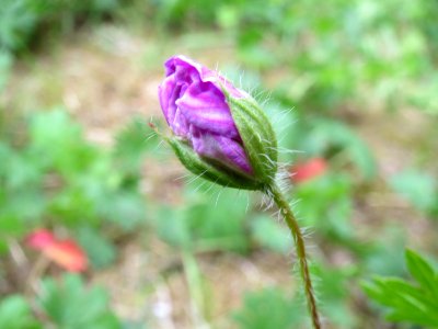 20140803Geranium_sanguineum5