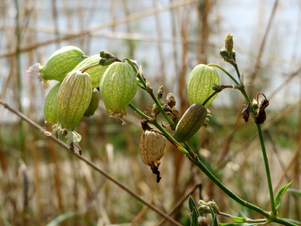 20140727Silene_vulgaris