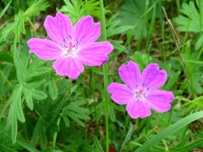 20140803Geranium_sanguineum2