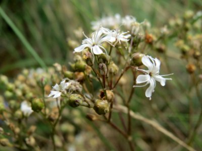 20140803Gypsophila_fastigiata2