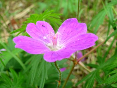 20140803Geranium_sanguineum3
