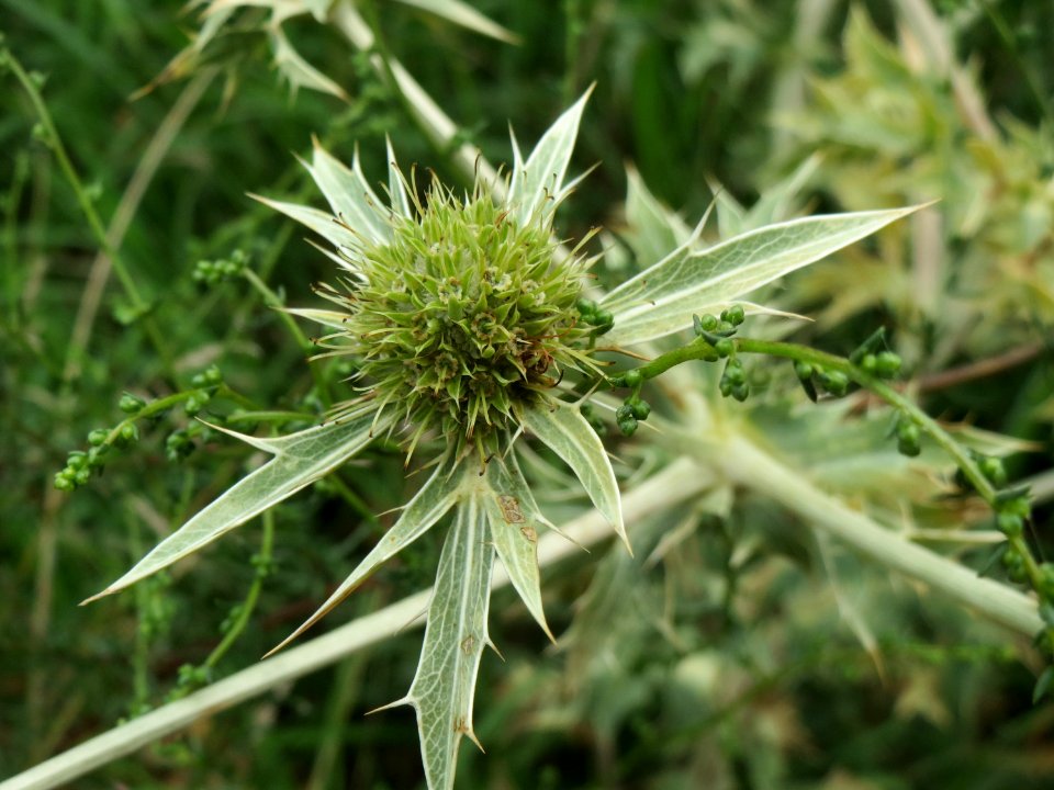 20140803Eryngium_campestre2