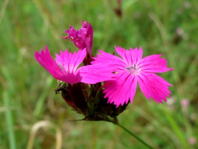 20140803Dianthus_carthusianorum