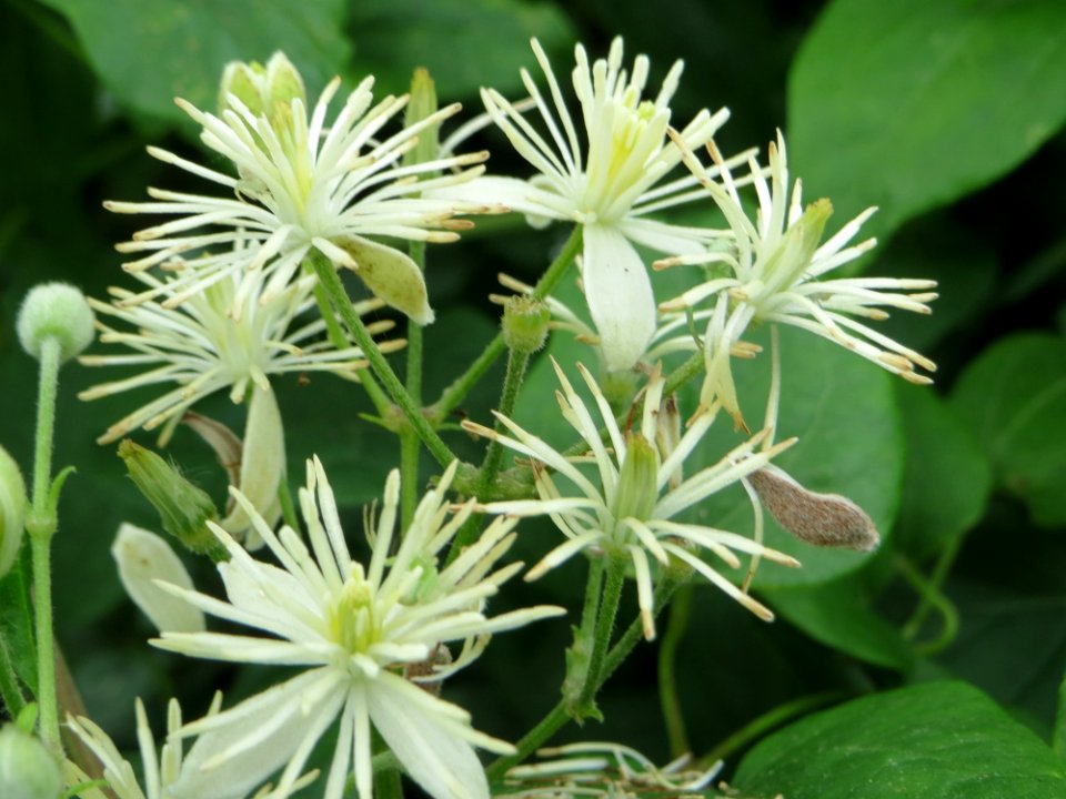 20140803Clematis_vitalba