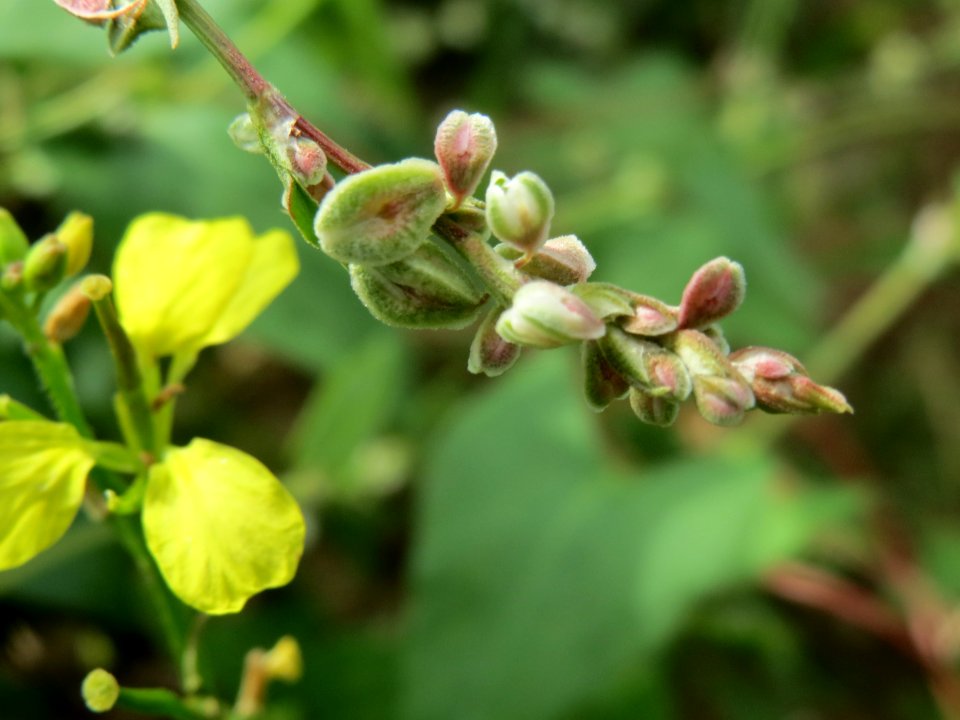 20140802Fallopia_dumetorum2