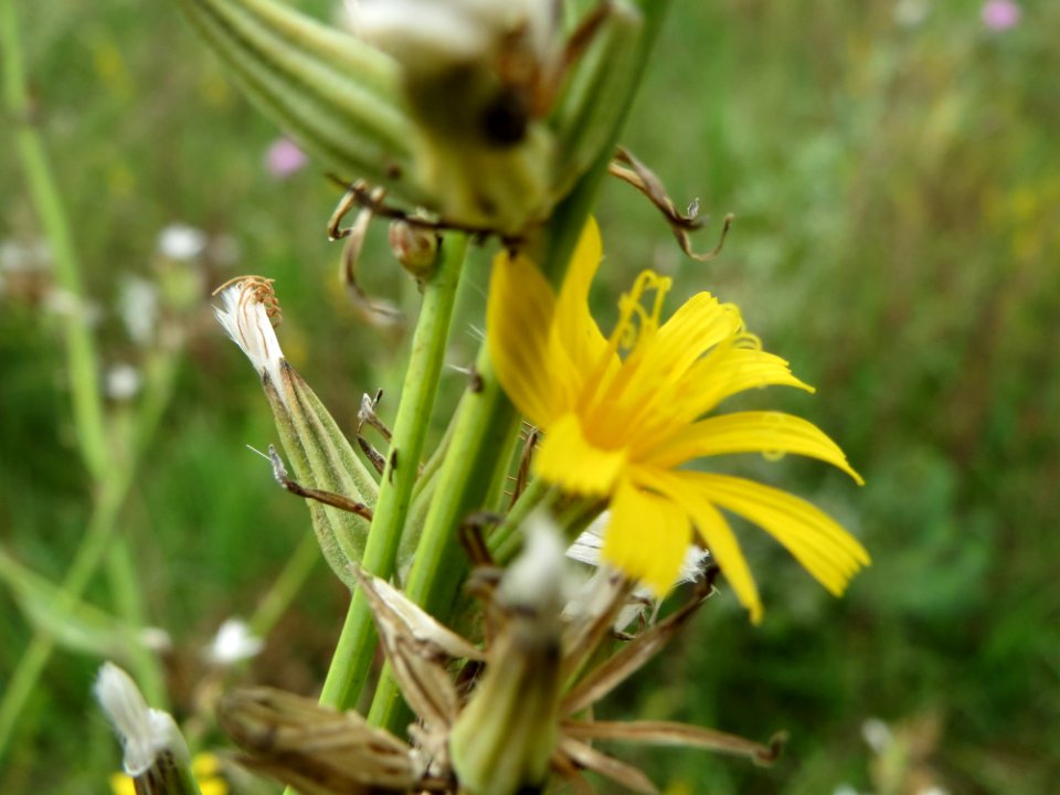 20140803Chondrilla_juncea2