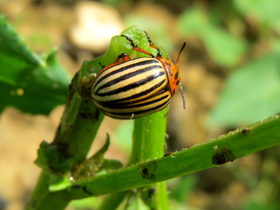 20140802Leptinotarsa_decemlineata2
