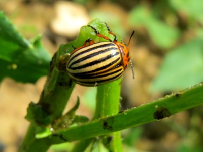 20140802Leptinotarsa_decemlineata2