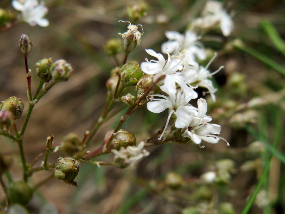 20140803Gypsophila_fastigiata3