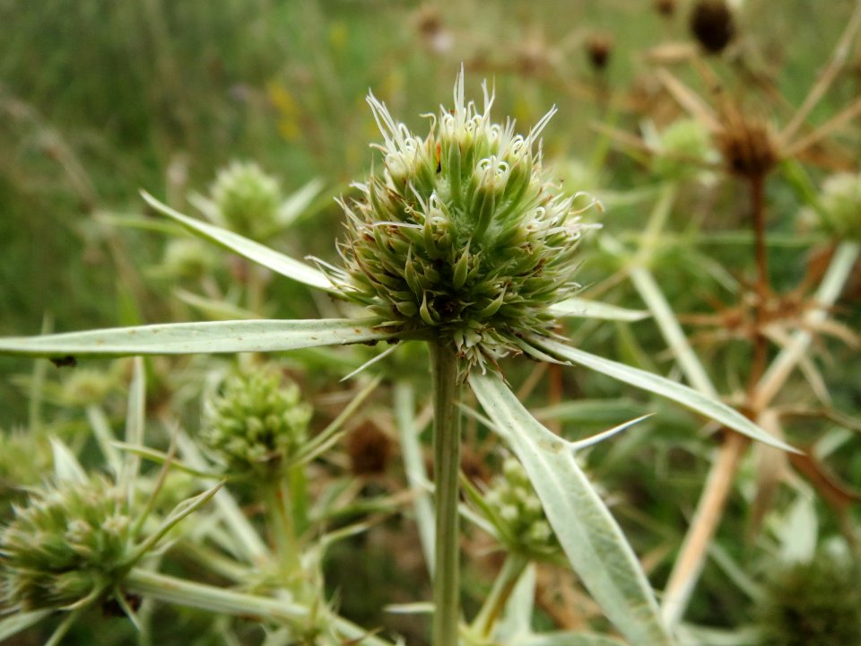 20140803Eryngium_campestre1