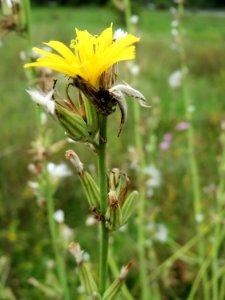 20140803Chondrilla_juncea1