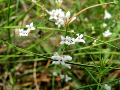 20140803Asperula_cynanchica1
