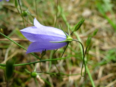 20140803Campanula_rotundifolia3