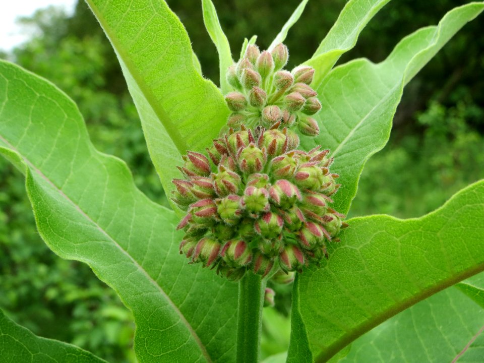 20140803Asclepias_syriaca1