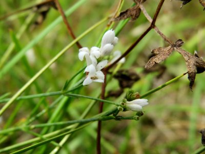 20140803Asperula_cynanchica2