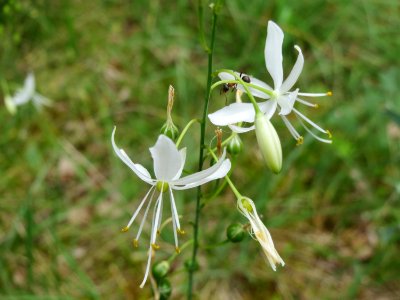 20140803Anthericum_ramosum4