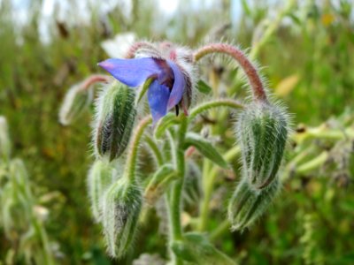 20140820Borago_officinalis1