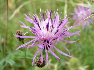 20140803Centaurea_stoebe2