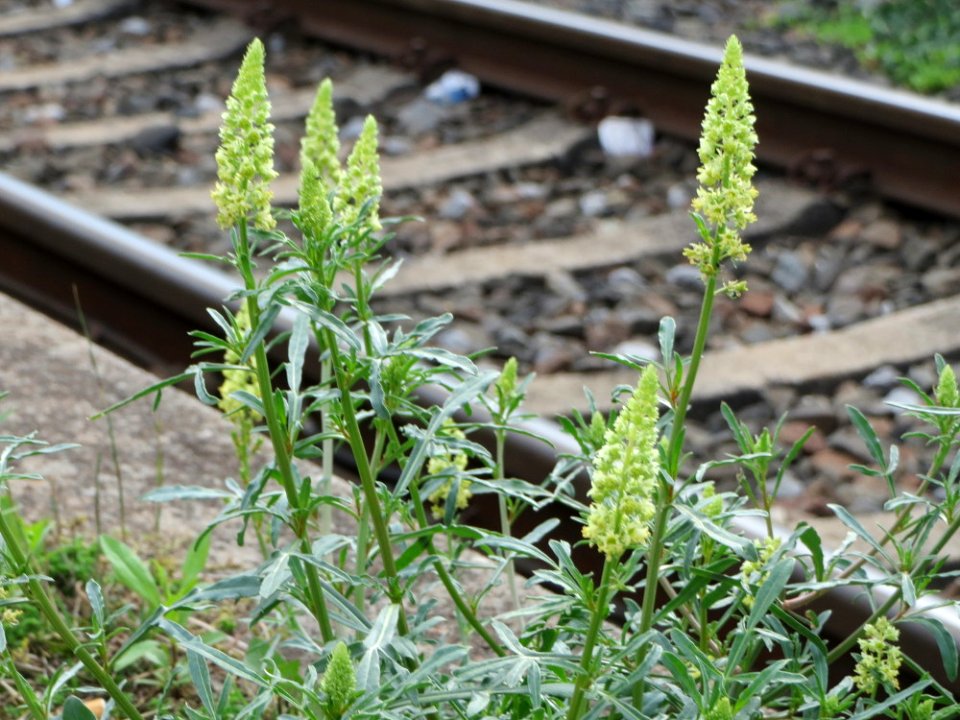 20140810Reseda_lutea2