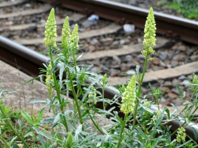 20140810Reseda_lutea2