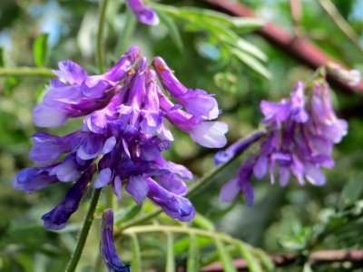 20140809Vicia_villosa