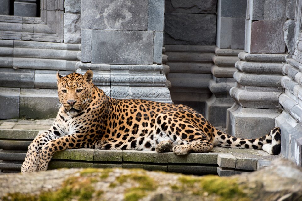 Panther cougar leopard