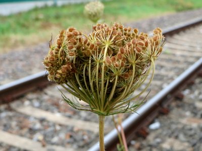20140810Daucus_carota3