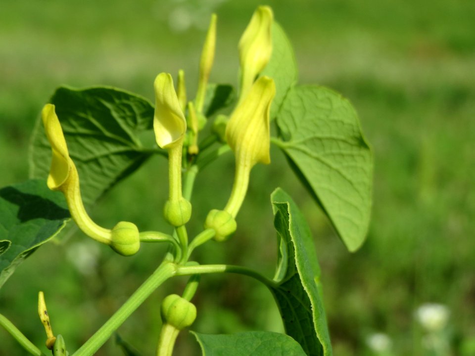 20140810Aristolochia_clematitis2