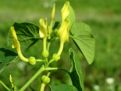 20140810Aristolochia_clematitis2