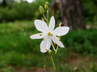20140810Anthericum_ramosum4