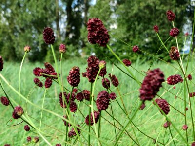 20140809Sanguisorba_officinalis1