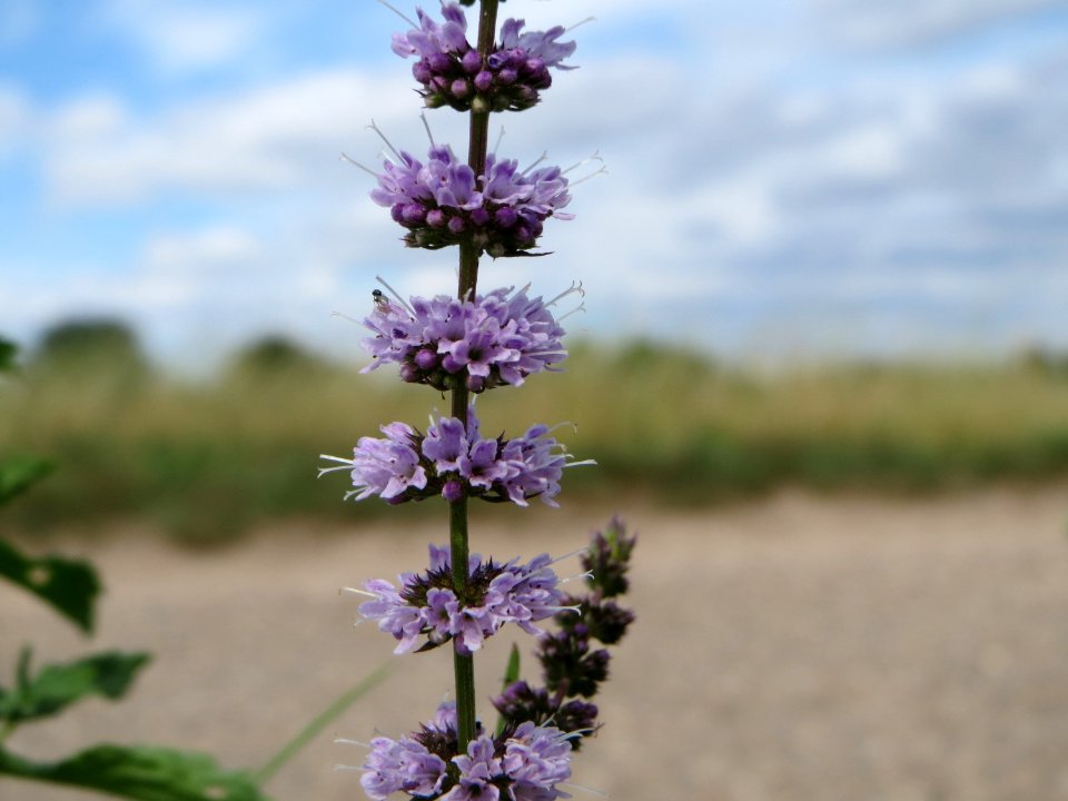 20140809Mentha_spicata4