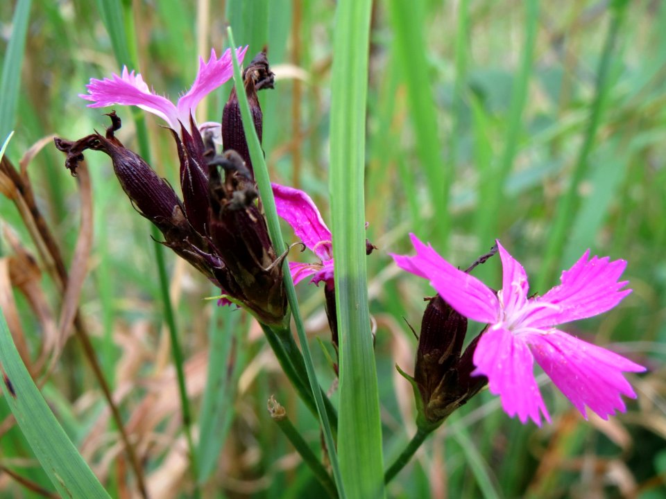 20140810Dianthus_carthusianorum2