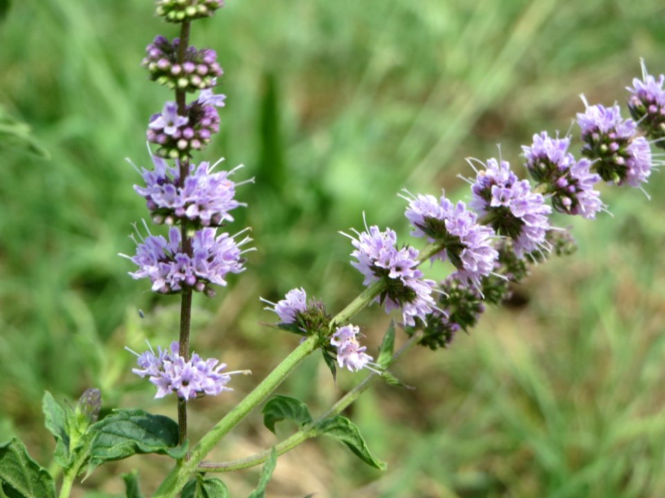 20140809Mentha_spicata5